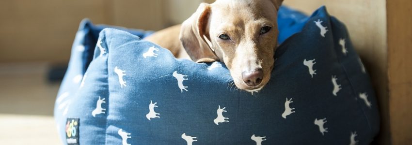 Hundars sömn