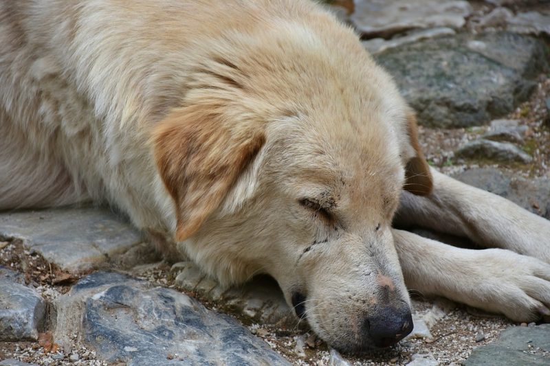 Att rehabilitera en gatuhund