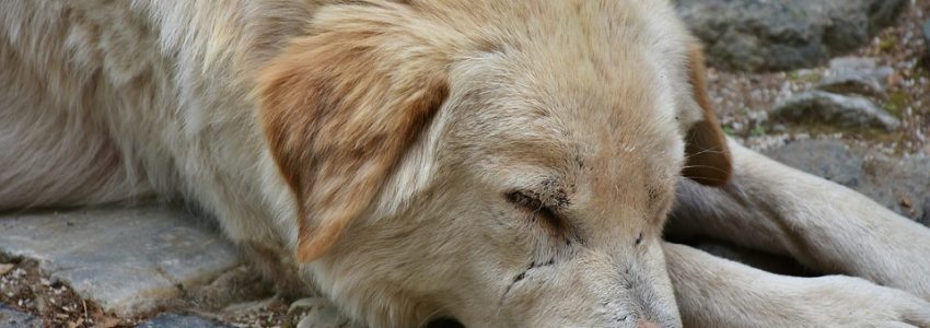 Att rehabilitera en gatuhund