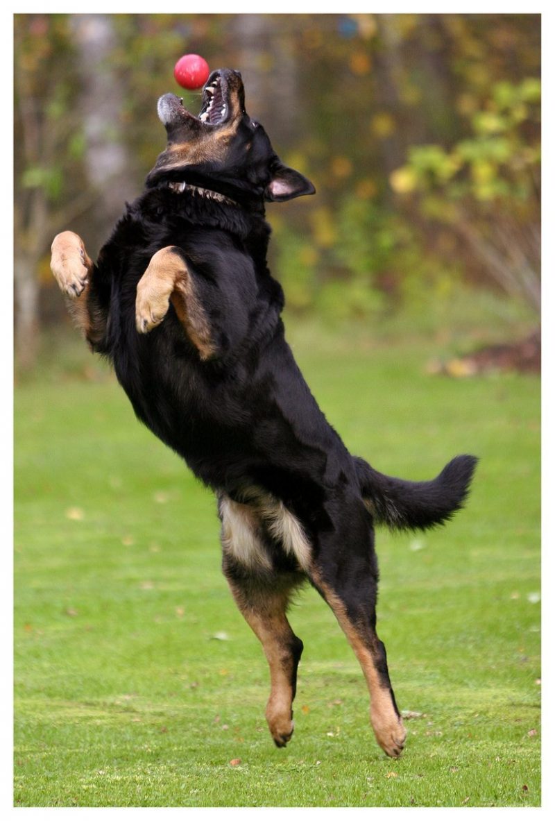 Hunden är människans bästa vän