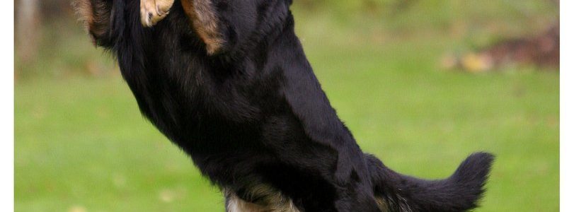Hunden är människans bästa vän