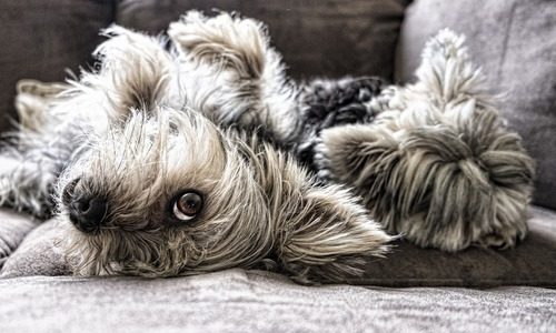 Bäddar för ett härligt hundliv