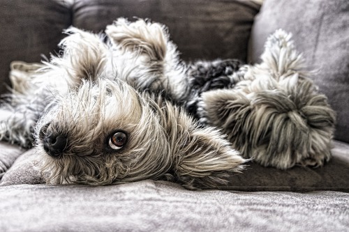 Bäddar för ett härligt hundliv
